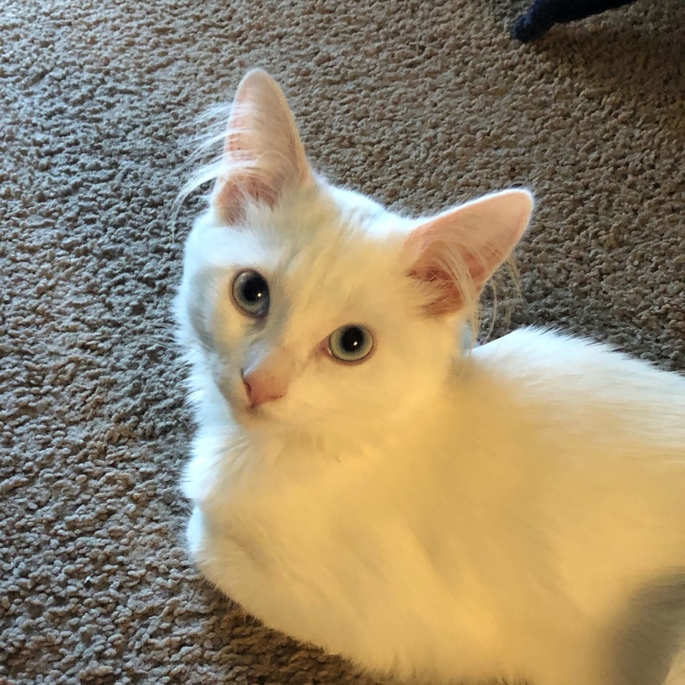 Meet your Posher, Maribelle